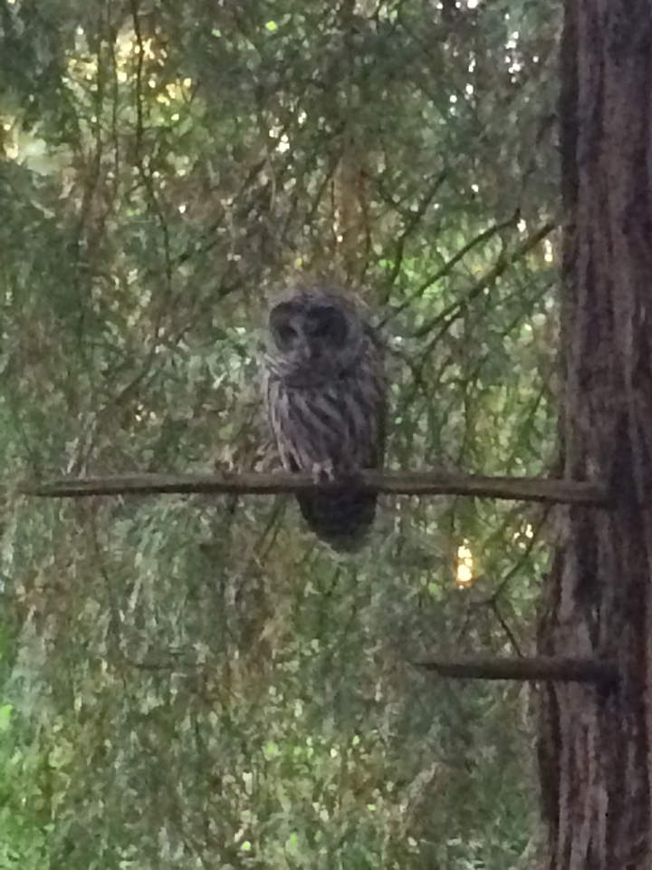 owl2015-07-31-19.30