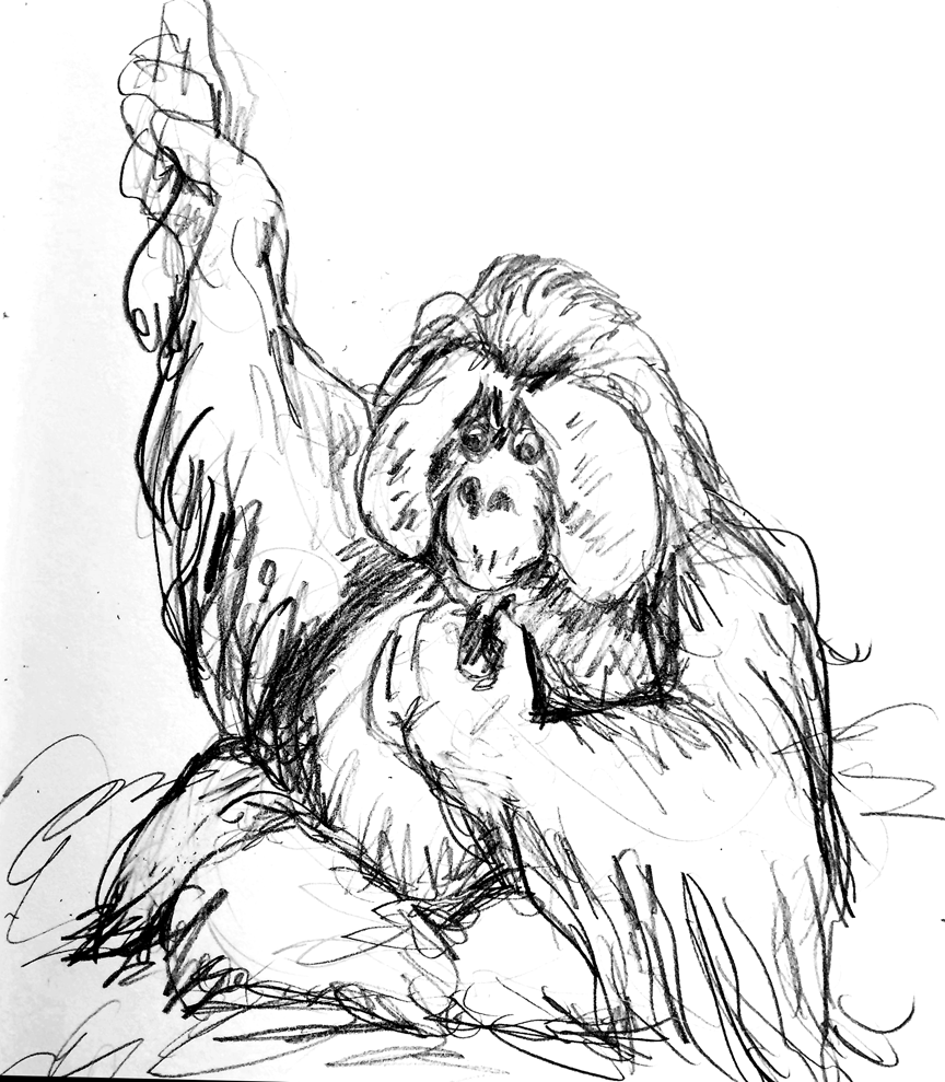 orangutan2016-02-18-16.51