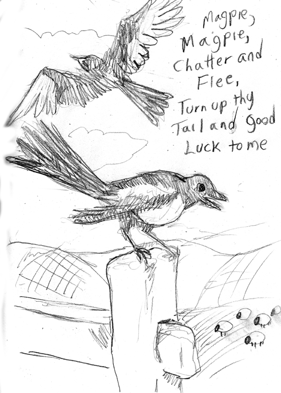 Sketch Challenge Day 40 - Magpie