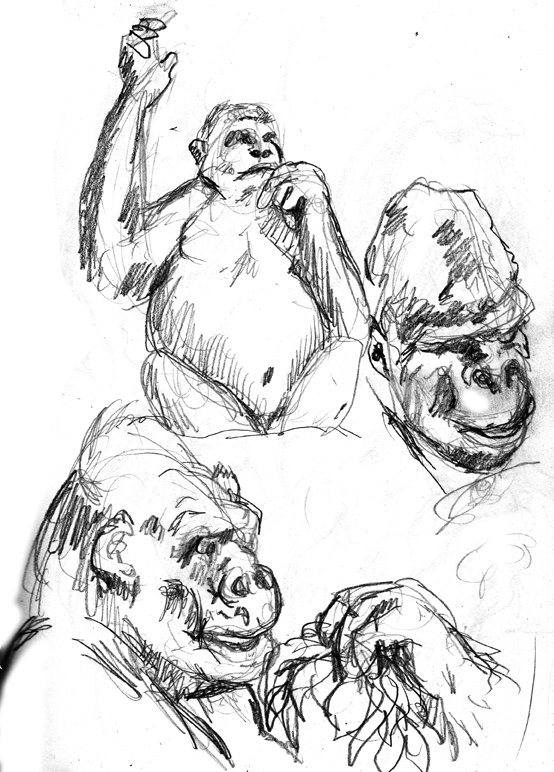 Sketches Gorillas
