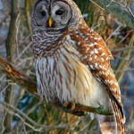 good-barred-owl-picture