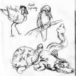 zoosketches2016042202